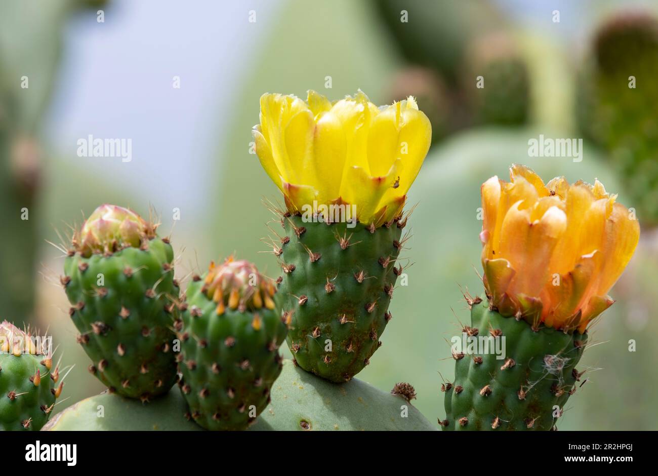 Cactus flowers, El Hierro island, Canary. Stock Photo