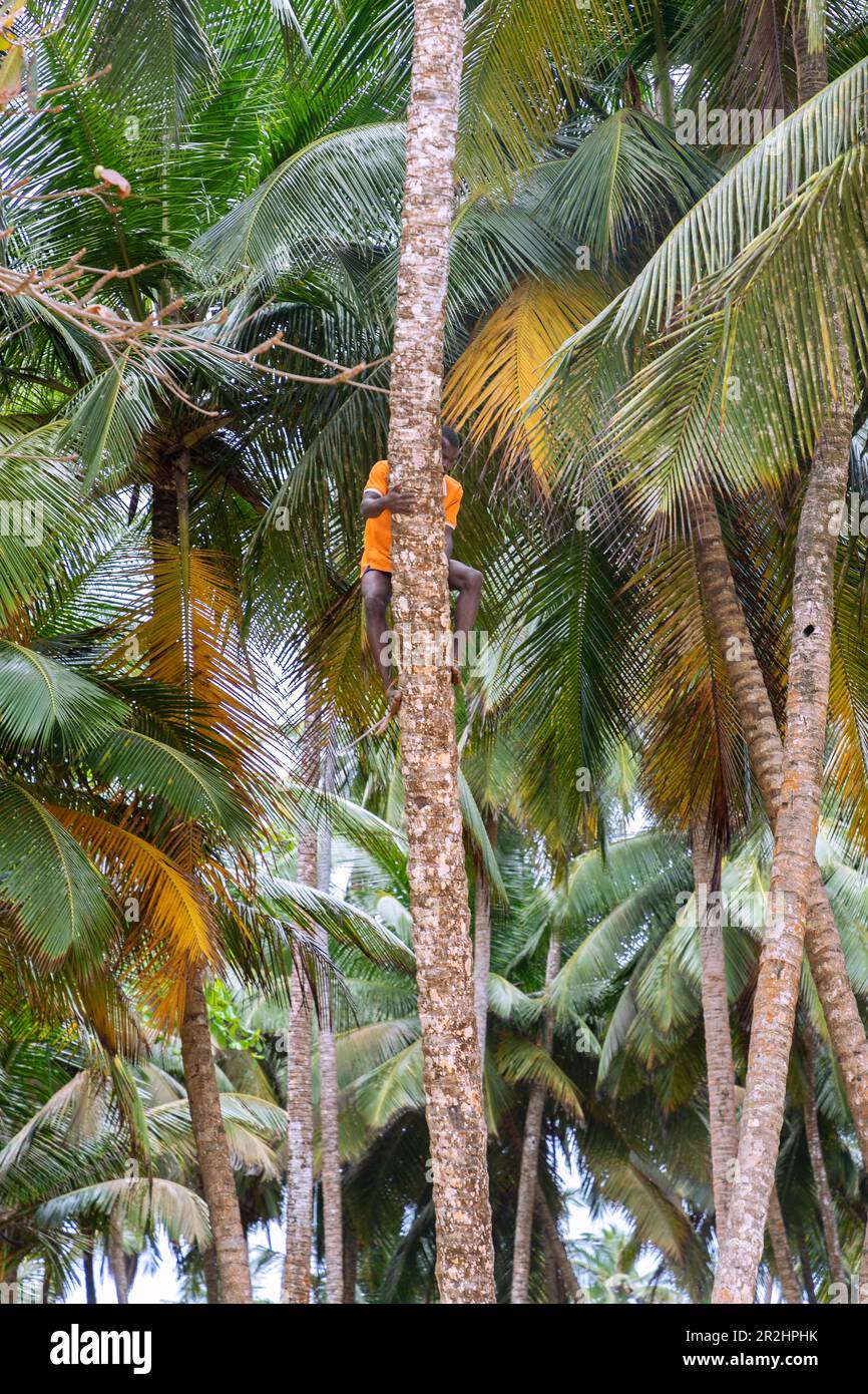 Man climbing a coconut tree at Praia Piscina in the south of the island of São Tomé in West Africa Stock Photo