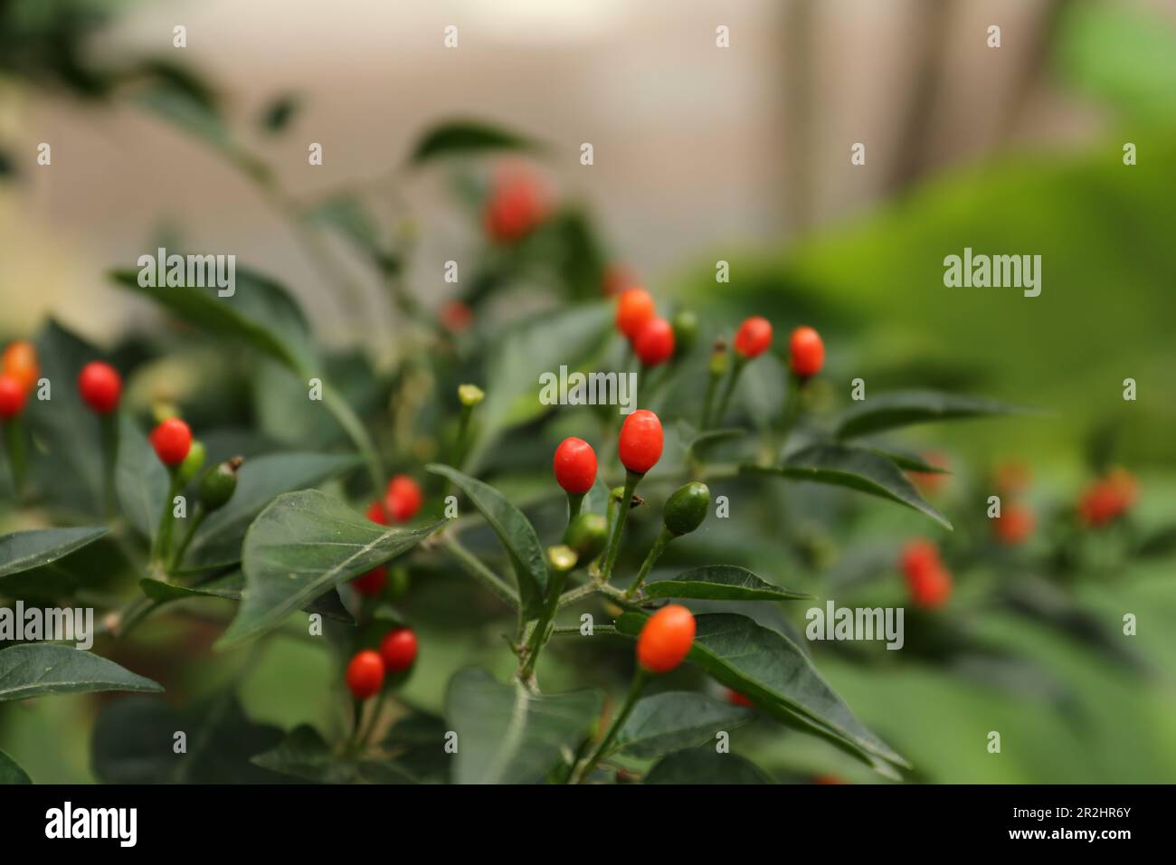 Chili pepper plant growing in garden outdoors, closeup. Space for text ...