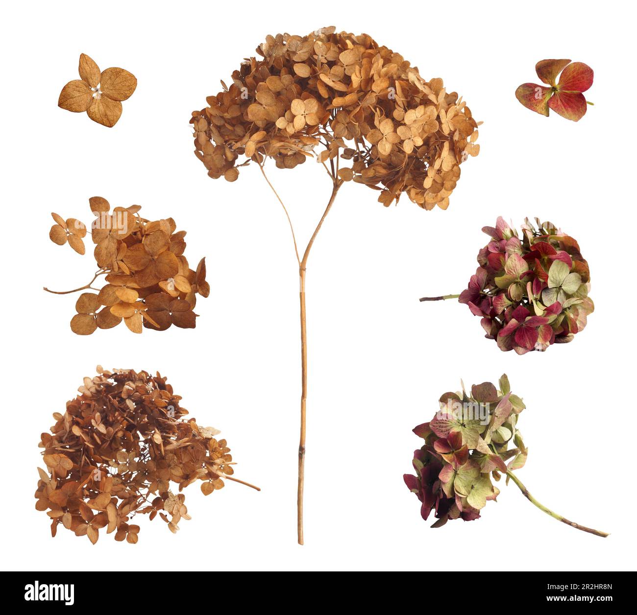 Petal of dry hydrangea flower Cut Out Stock Images & Pictures Alamy