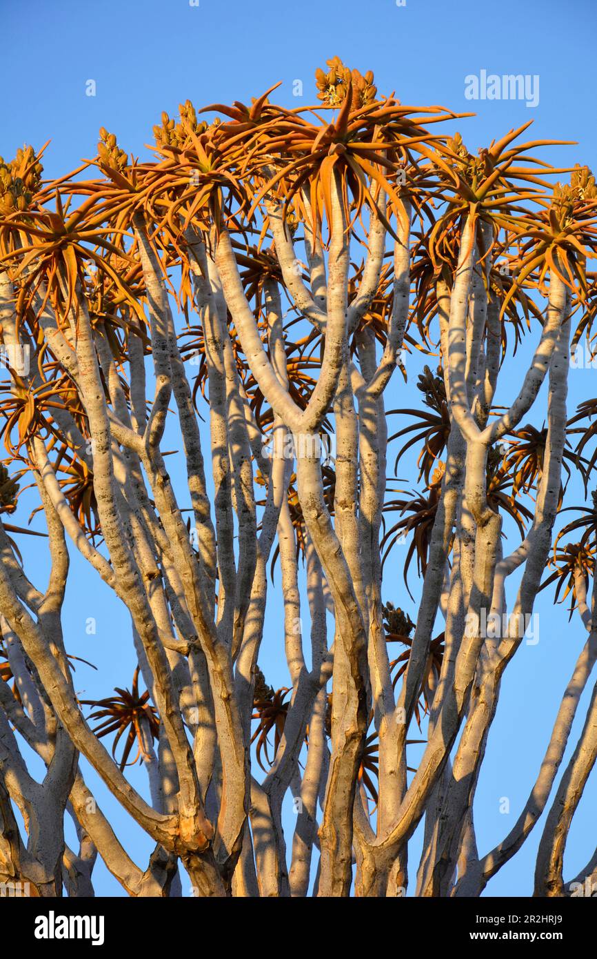 Namibia; Karas region; at Keetmanshoop; Quiver Tree Forest; Quiver ...