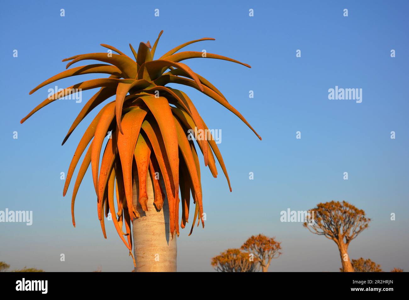 Namibia; Karas region; at Keetmanshoop; Quiver Tree Forest; Close-up of ...