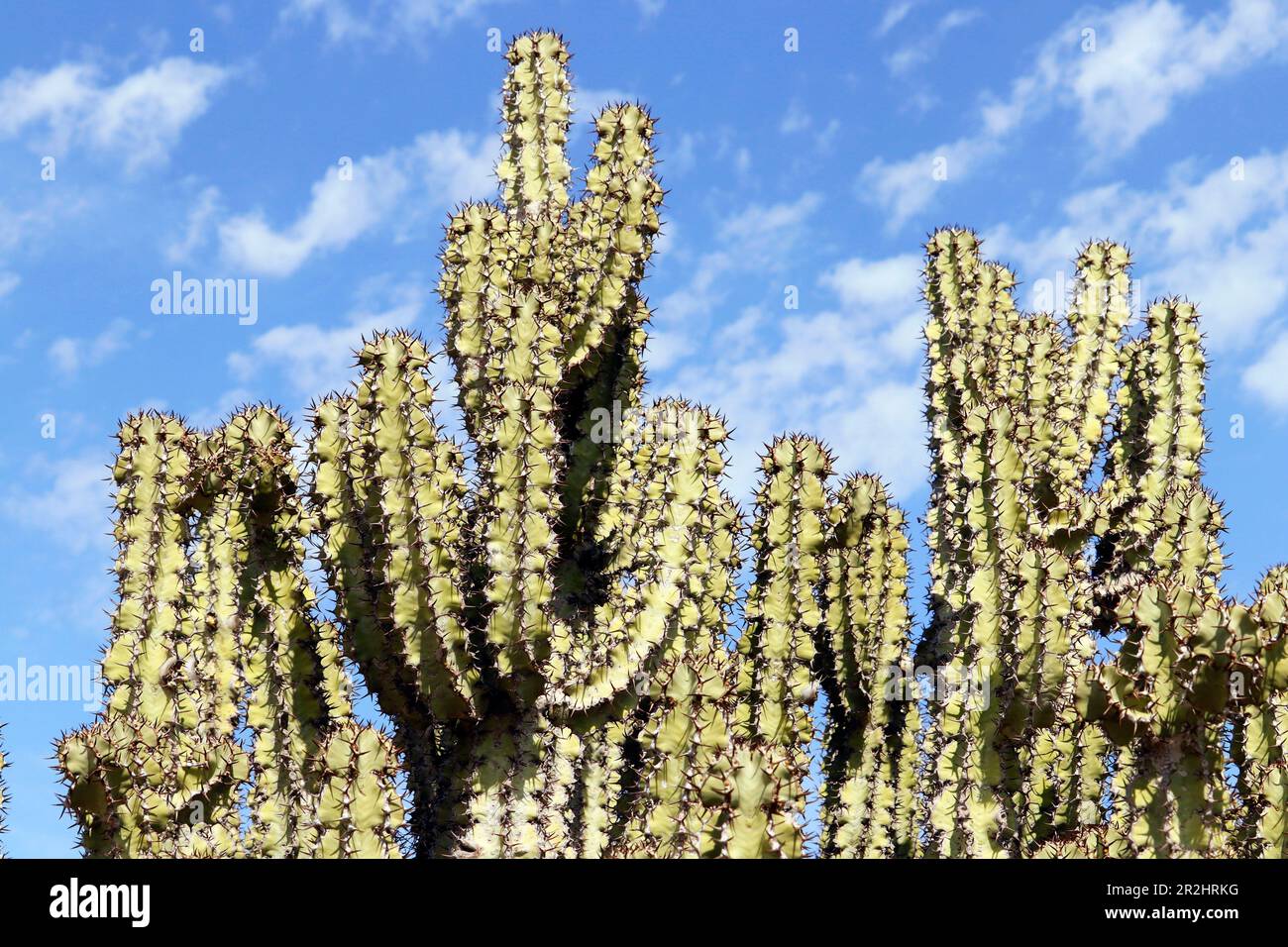 Namibia; Karas region; Southern Namibia; Fish River Canyon; Canyon Nature Park West; euphorbias Stock Photo