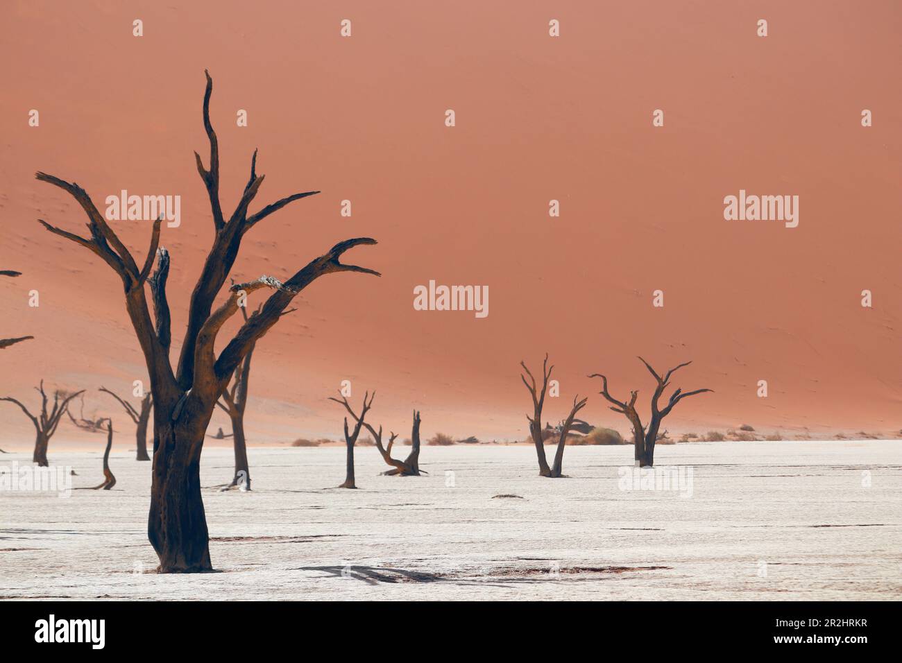 Namibia; Central Namibia; Hardap region; Namib Desert; Namib Naukluft Park; Sosuvlei; Deadvlei or Death Valley; dead acacia trees on a salt pan; frame Stock Photo