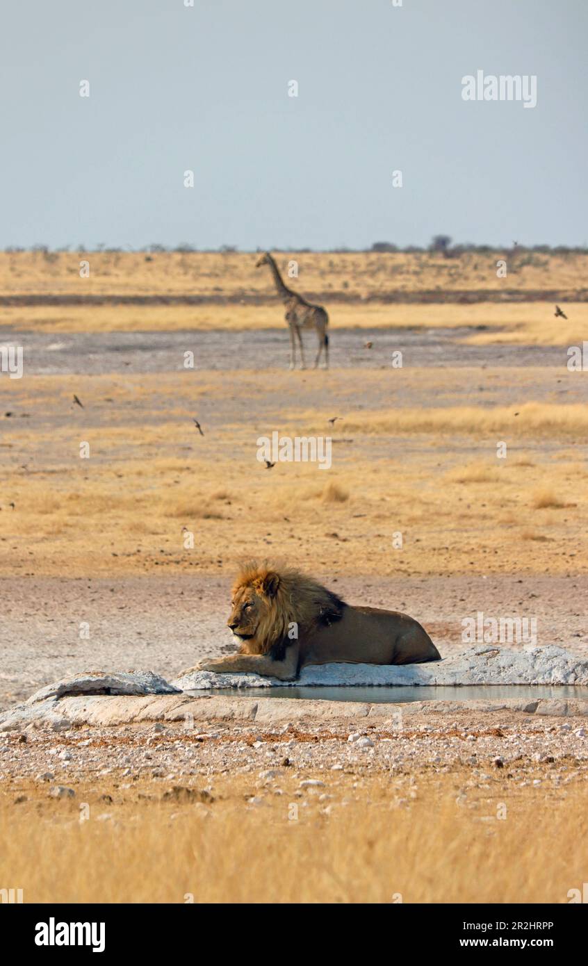 Namibia; Oshikoto area; northern Namibia; eastern part of Etosha ...