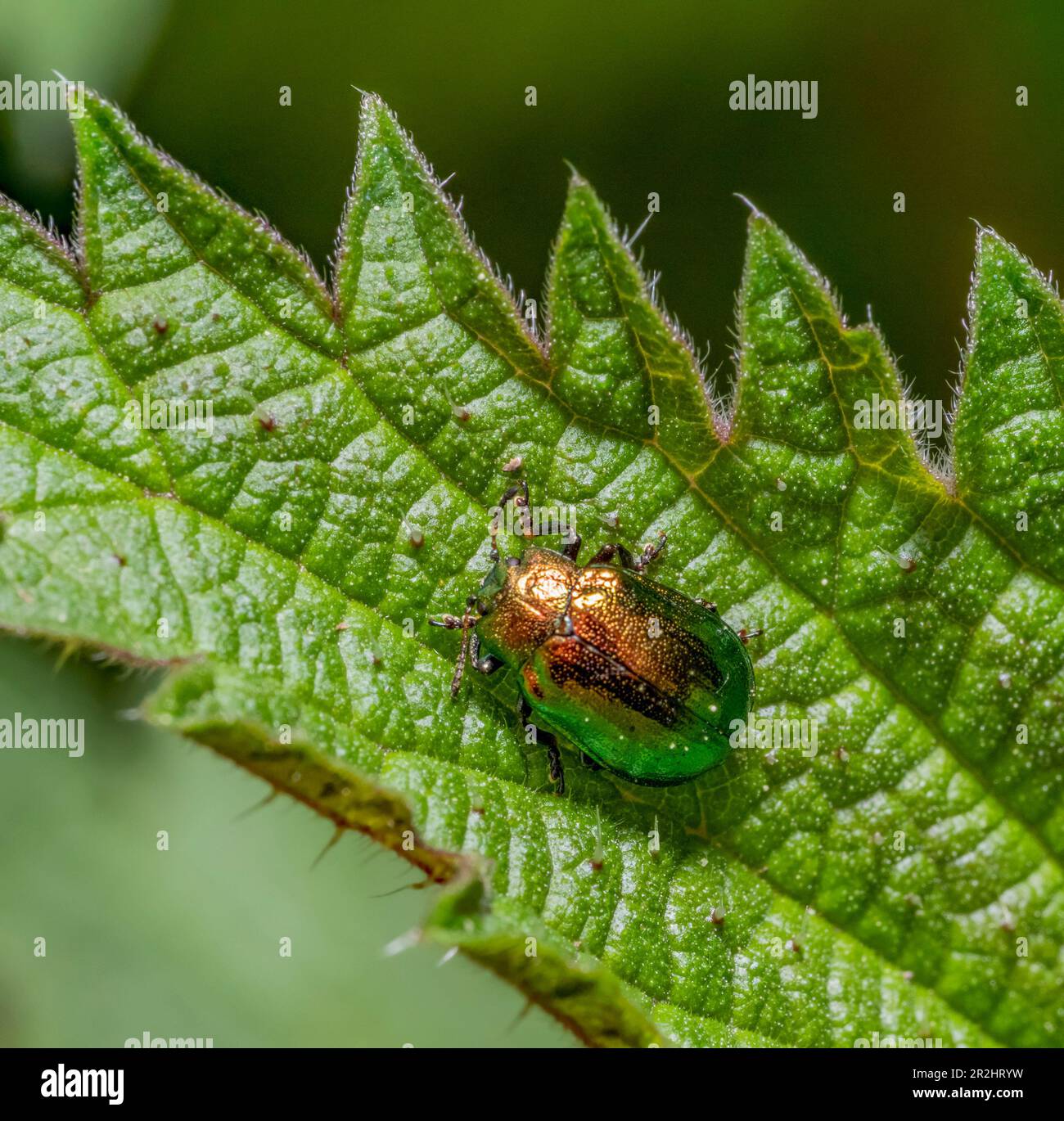 Dead-nettle leaf beetle on a nettle leaf seen from above Stock Photo
