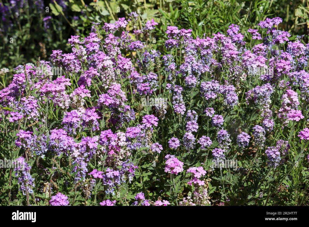 Close up of a group of wild Mock vervains or Glandularia at the Riparian water ranch in Arizona. Stock Photo