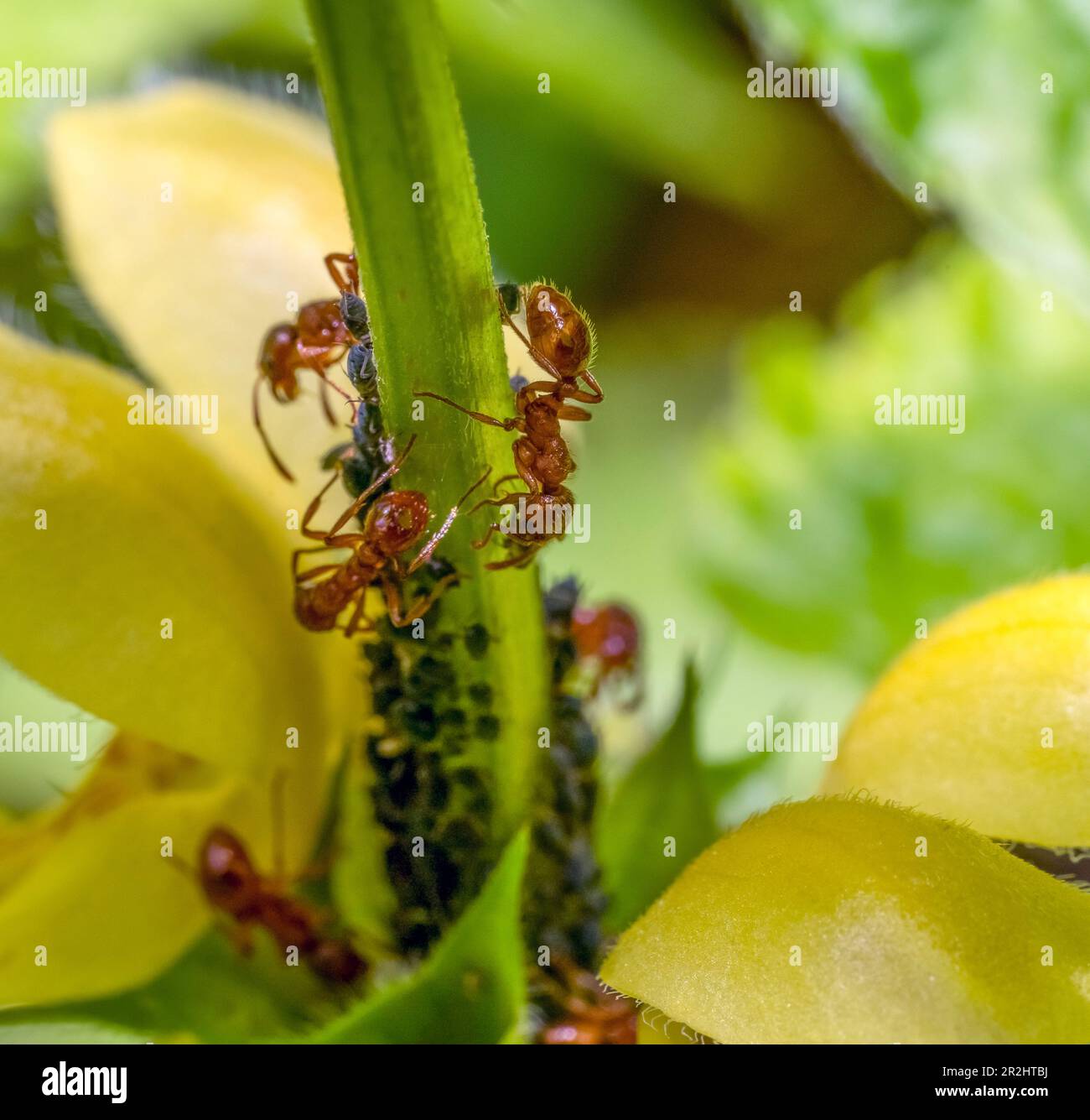 Closeup shot showing some common red ants and dark plant louses on a