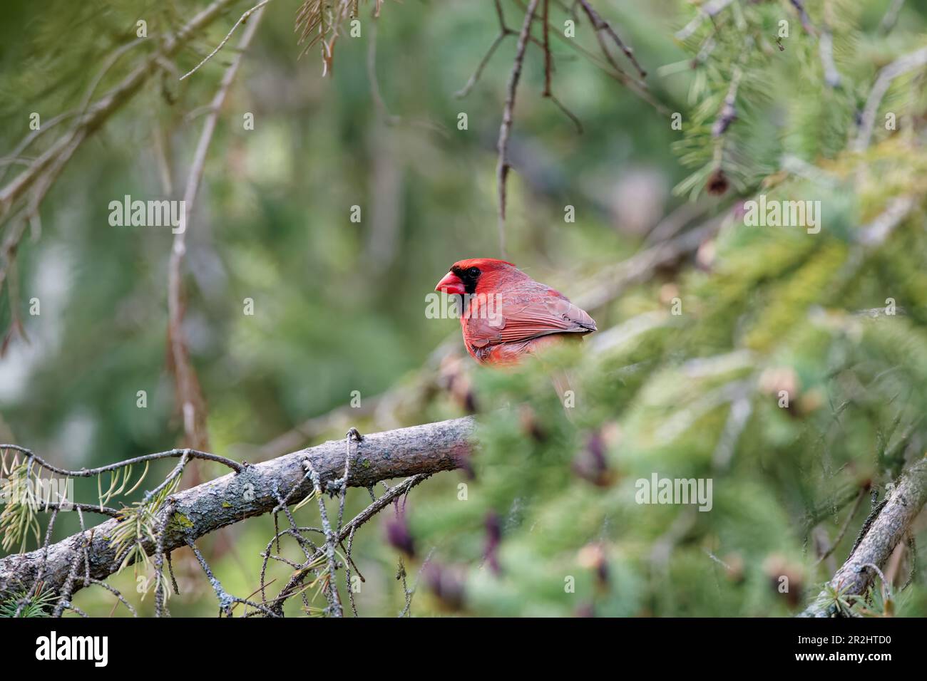 The female northern cardinal brings material for nest building Stock Photo Alamy