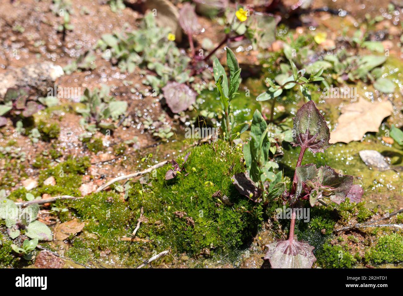 Close up of some steam side plants and moss at the Payson college trail in Arizona. Stock Photo