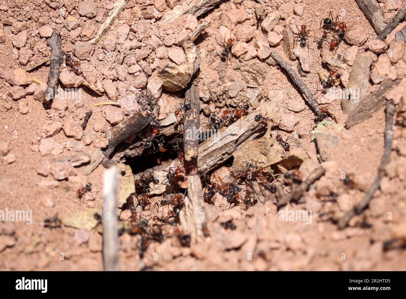 Close up of an ant or Formicinae hill opening at the Payson college trial in Arizona. Stock Photo