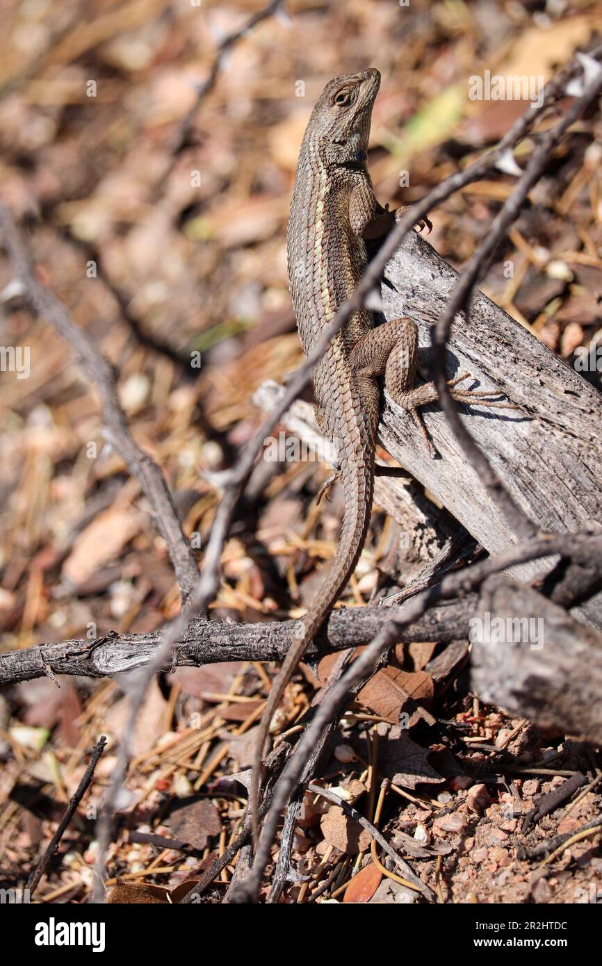 Southwestern fence lizard or Sceloporus cowlesi standing on a tree branch at Rumsey Park in Payson, Arizona. Stock Photo