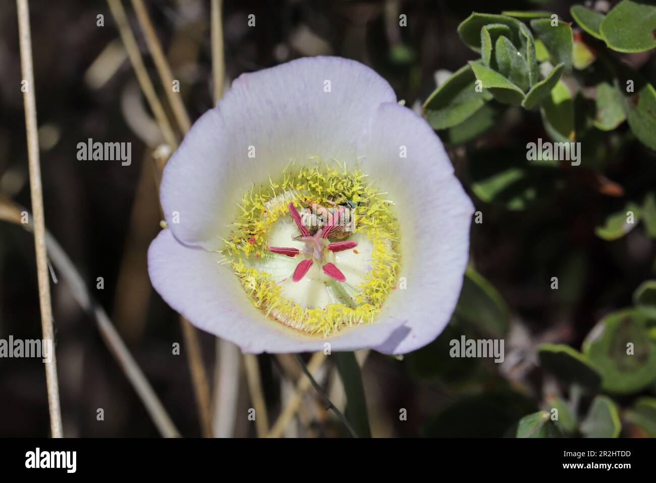 Close up of a Sego lily or Calochortus nuttallii with a small bee in it at Rumsey Park in Payson, Arizona. Stock Photo