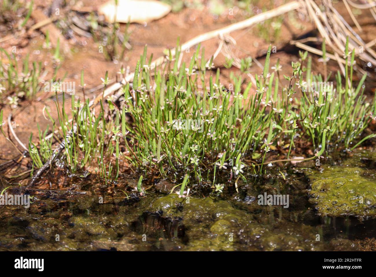 Tiny mousetail or Myosurus minimus growing along a creak at the Payson college trail in Arizona. Stock Photo