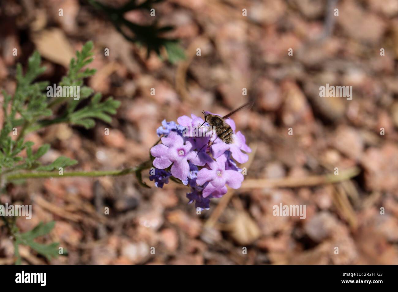 Bee fly or Bombylius feeding on mock vervain flowers at Rumsey Park in Payson, Arizona. Stock Photo