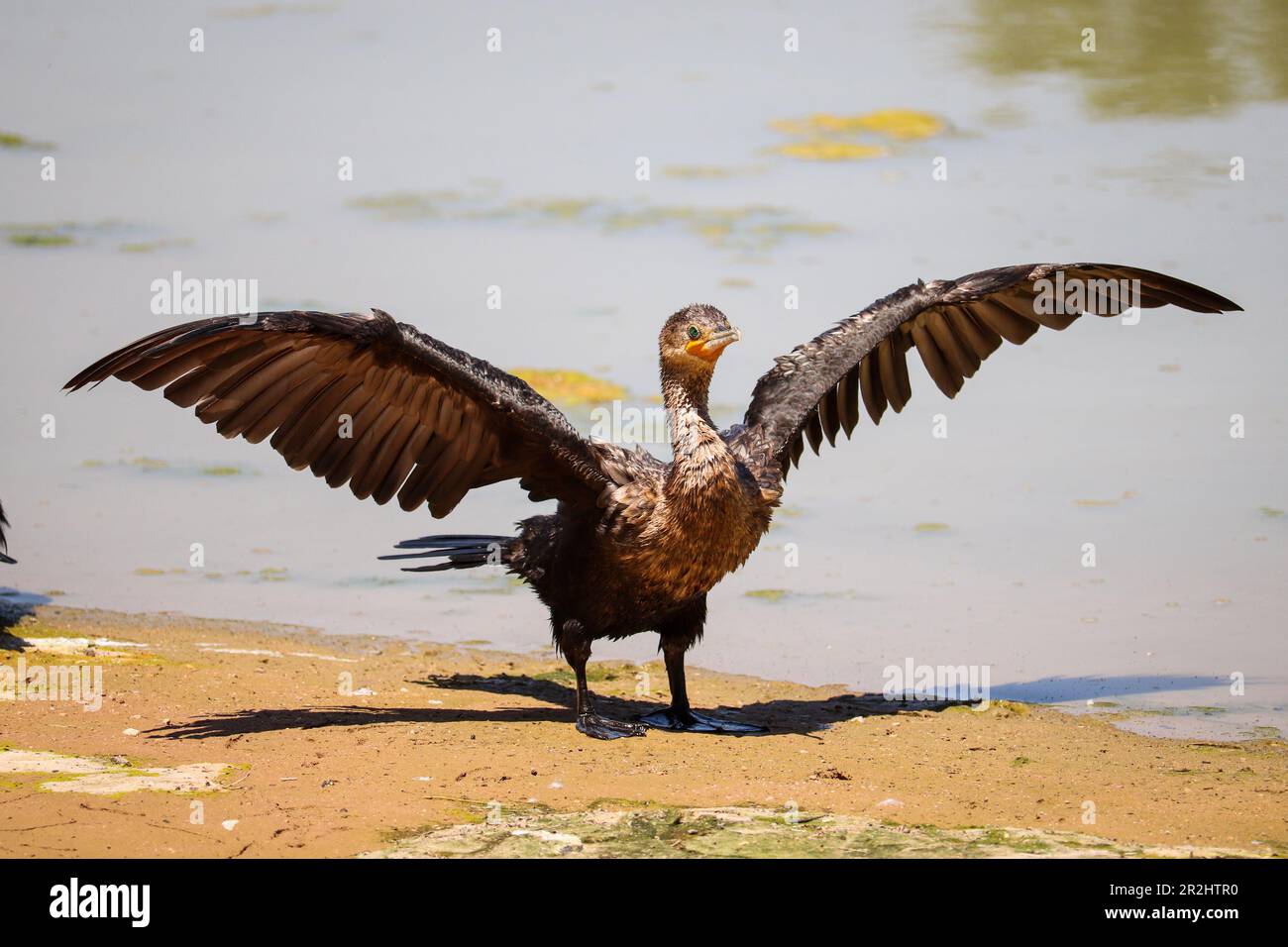 Neotropical cormorant or Nannopterum brasilianum drying off on the shore of a lake at the Riparian water ranch. Stock Photo