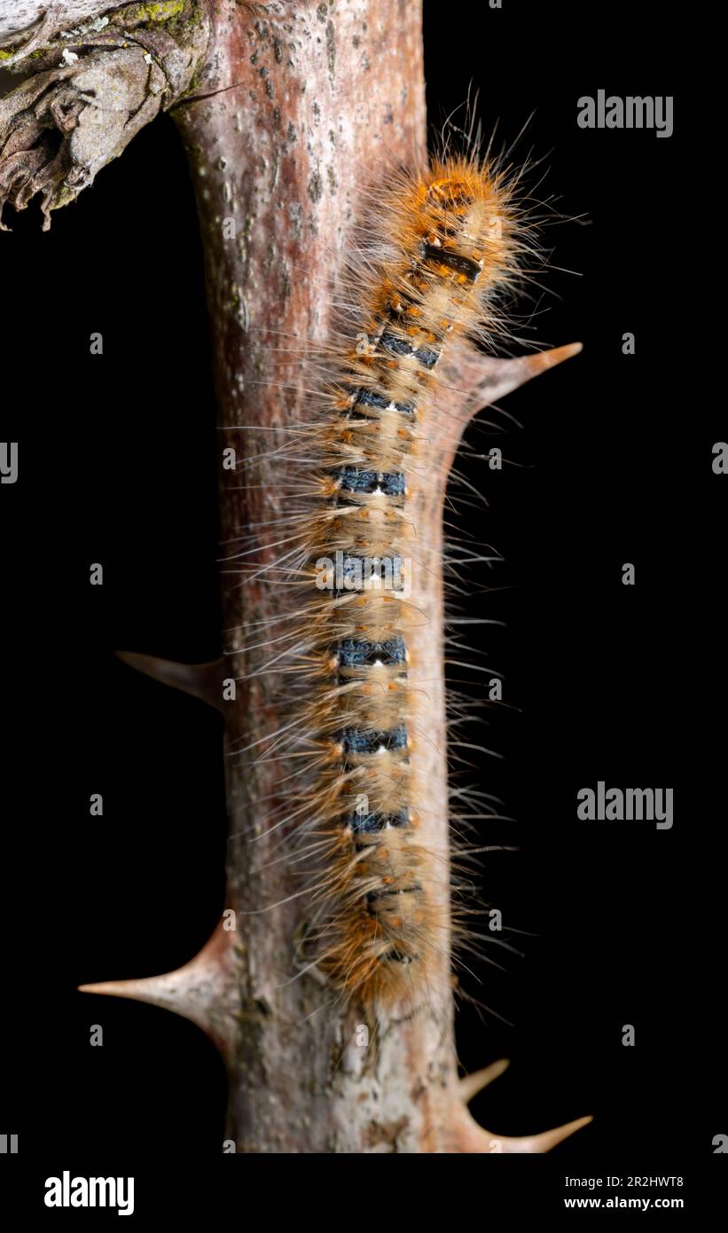 oak eggar caterpillar on a thorny twig in black back Stock Photo - Alamy