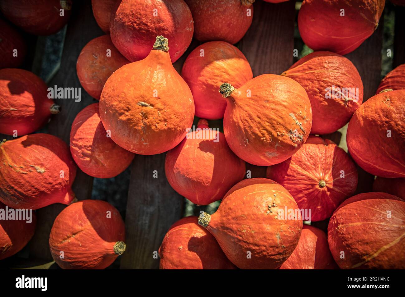 Hokkaido edible pumpkins hi-res stock photography and images - Alamy