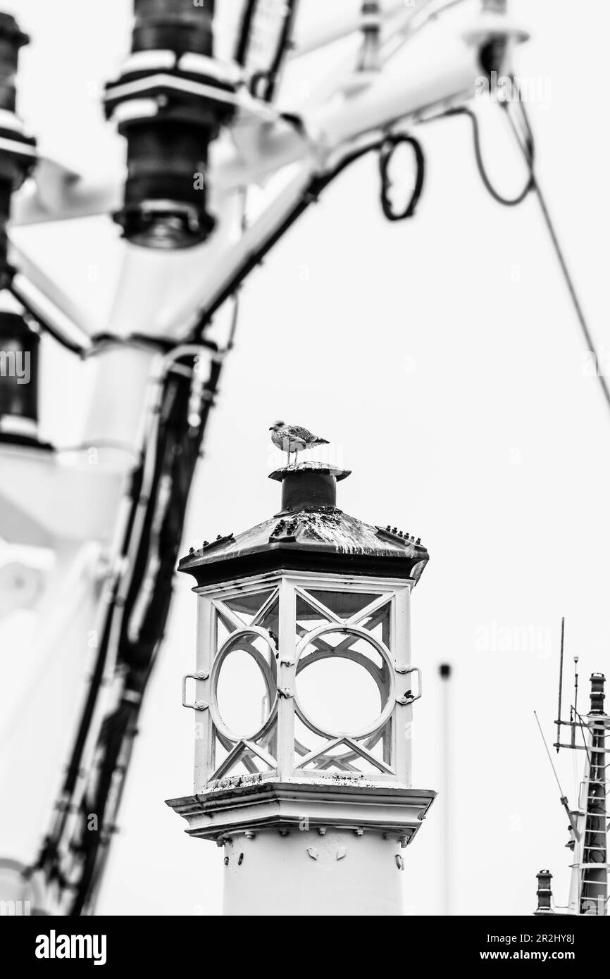 Harbor Scene with Seagull, Lerwick, Shetland Island, Scotland, UK Stock Photo