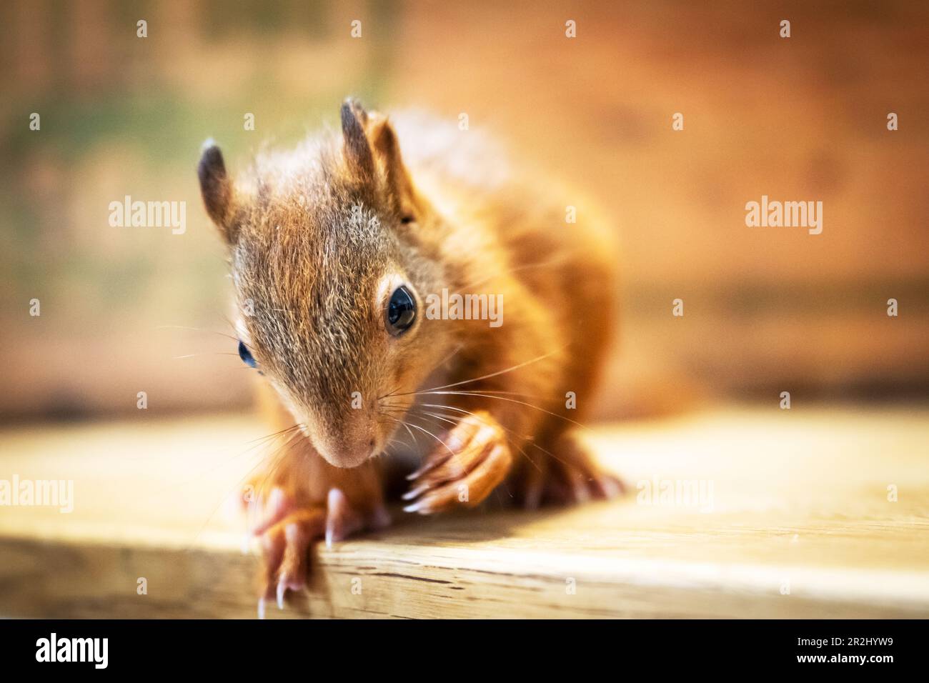 Young squirrel Stock Photo