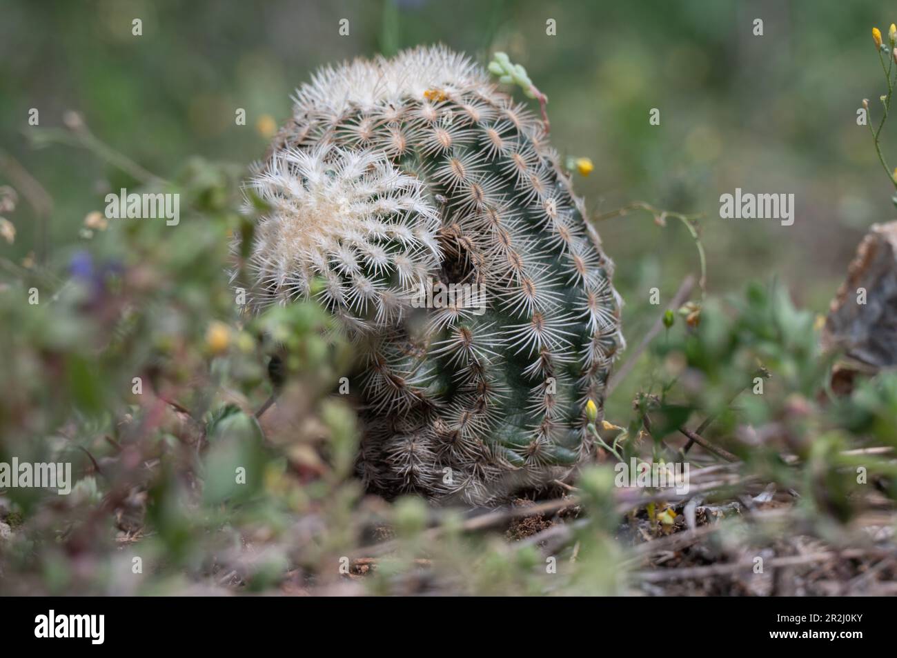 Close-up of the developing spines of a Lace Hedgehog Cactus. Stock Photo
