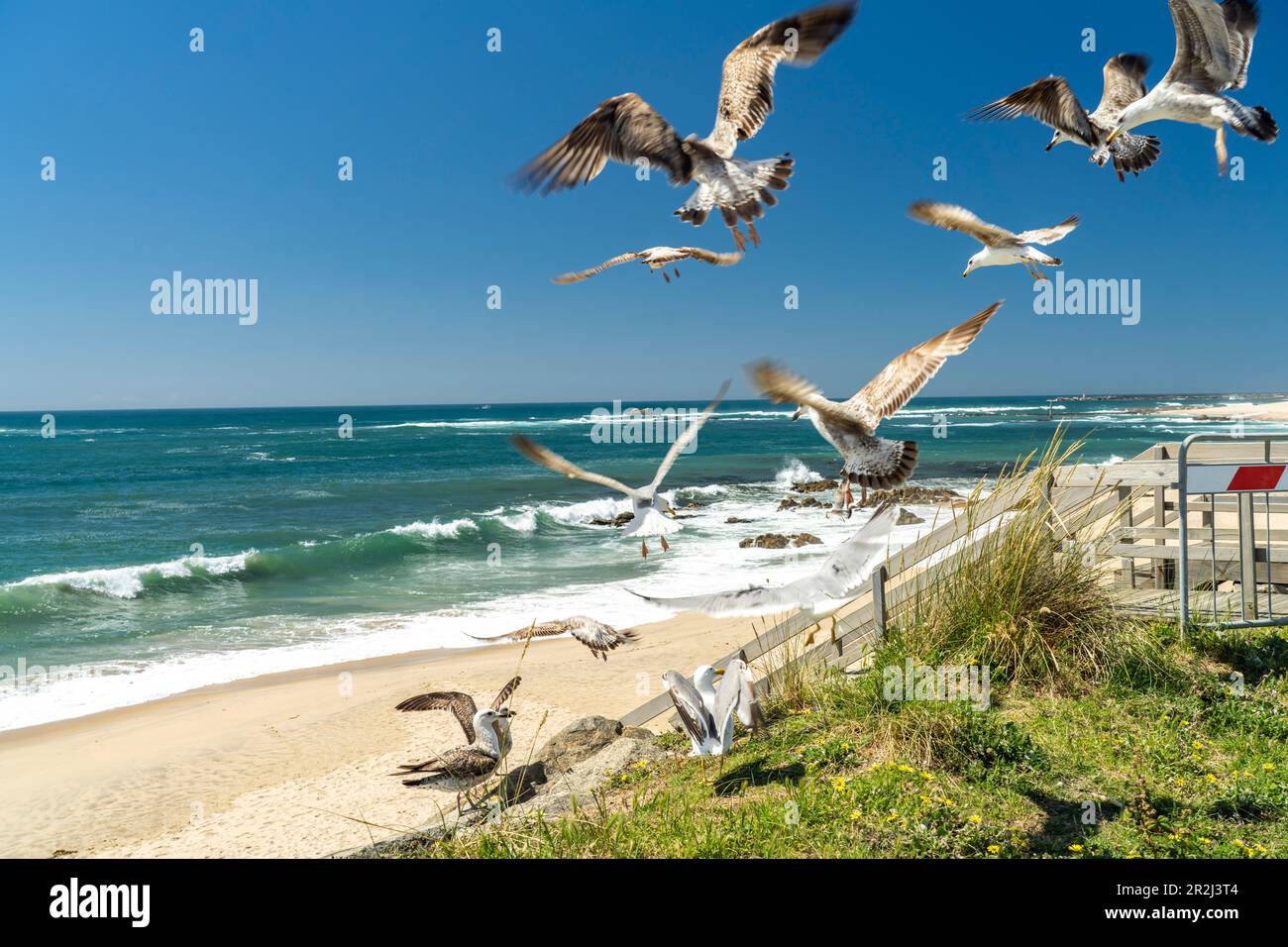 Seagulls on Praia das Caxinas beach, Vila do Conde, Portugal, Europe Stock Photo