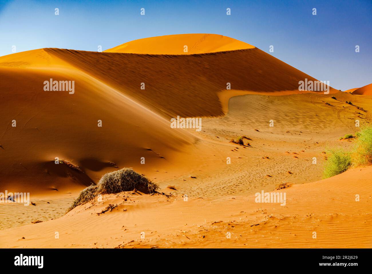 A flank of a sand dune against a blue sky with animal tracks in the ...