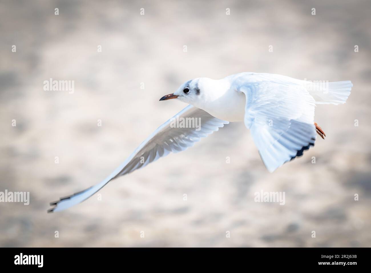 Seagull in flight Stock Photo