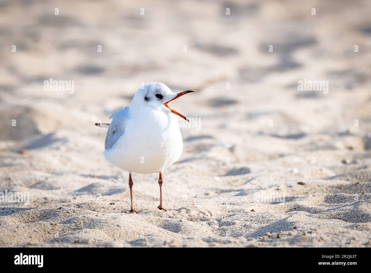 Seagull with open beak on the sand, beach Stock Photo