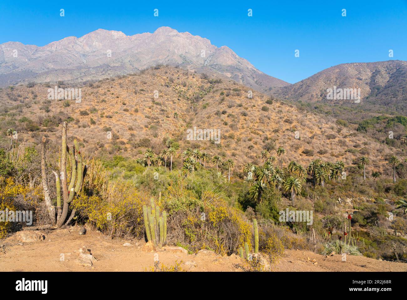 la-campana-national-park-chile-hi-res-stock-photography-and-images-alamy