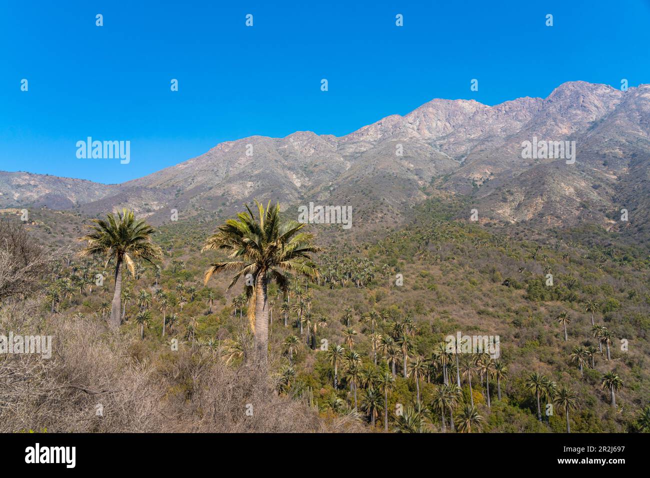 la-campana-national-park-chile-hi-res-stock-photography-and-images-alamy