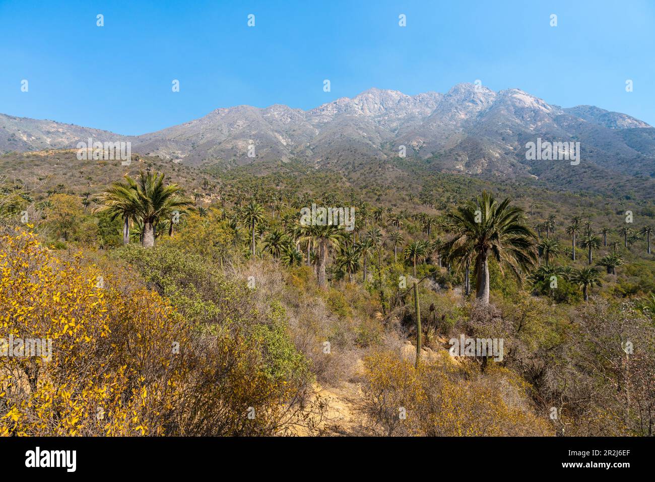 La Campana National Park Chile Hi res Stock Photography And Images Alamy La Campana National Park Chile Hi res Stock Photography And Images Alamy