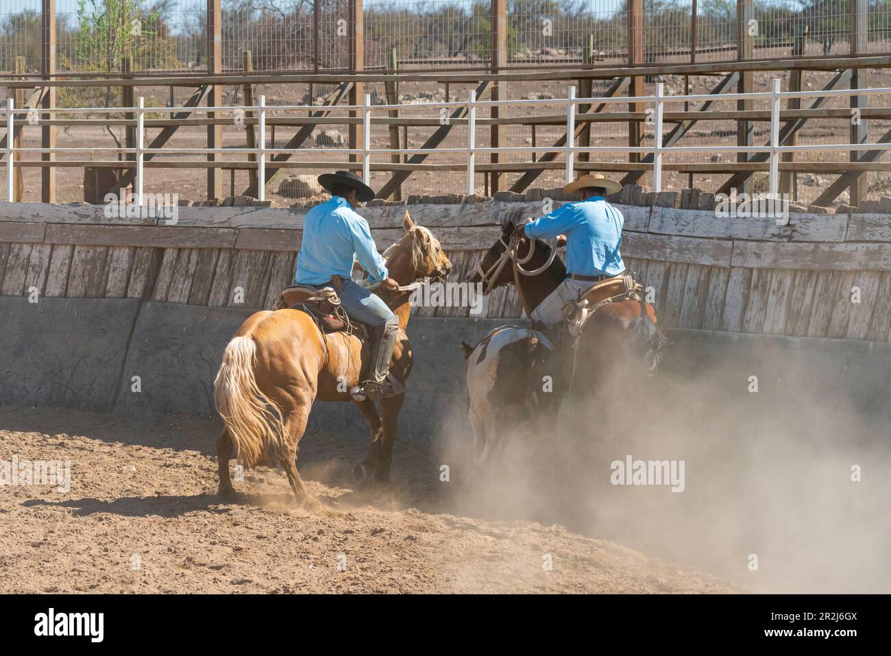 Chilean cowboys (huaso) training rodeo at stadium, Colina, Chacabuco Province, Santiago Metropolitan Region, Chile, South America Stock Photo