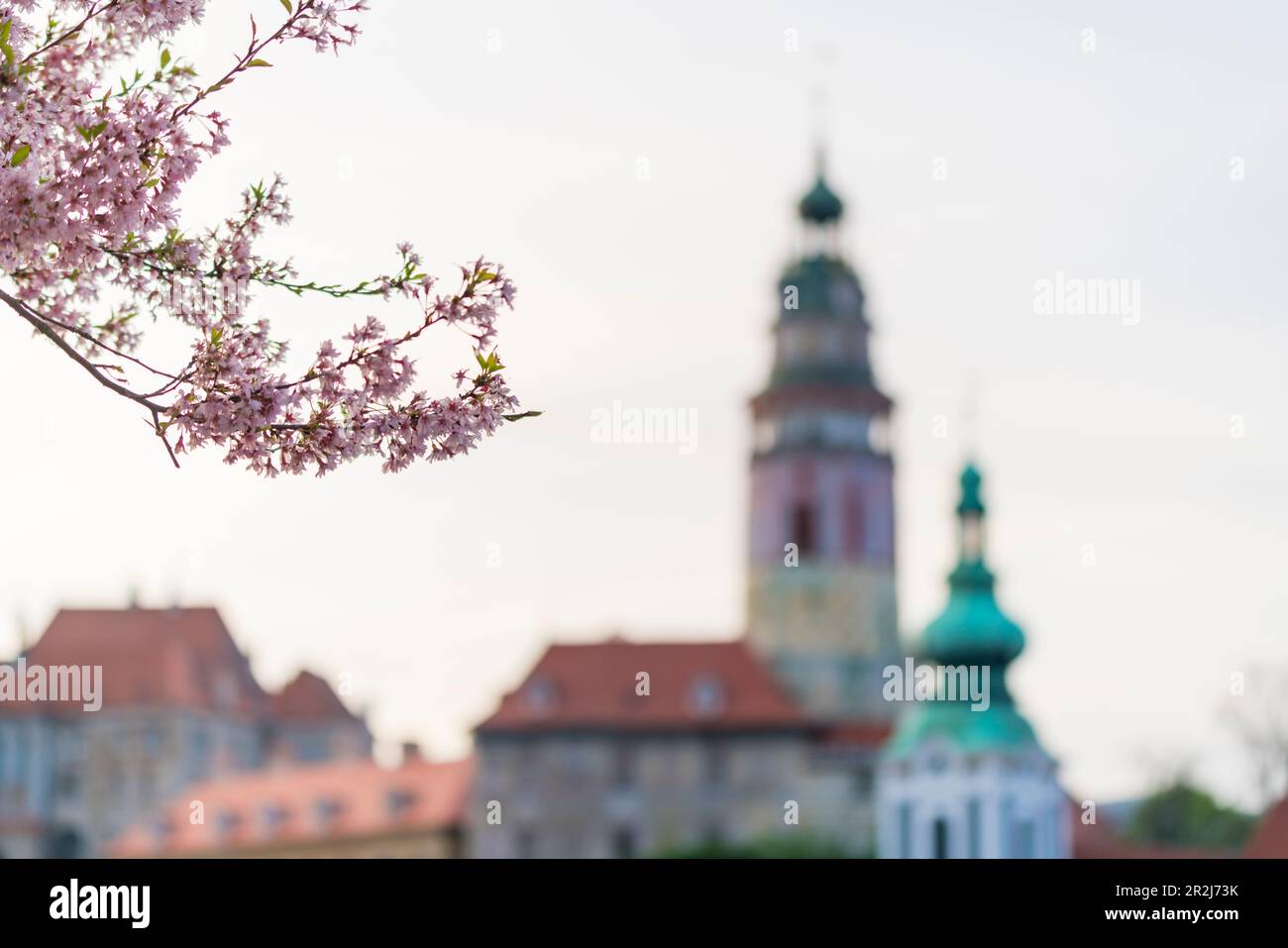 Branch with pink blooms in spring with towers of St. Jost Church and Church of St. Vitus in background, UNESCO World Heritage Site, Cesky Krumlov Stock Photo