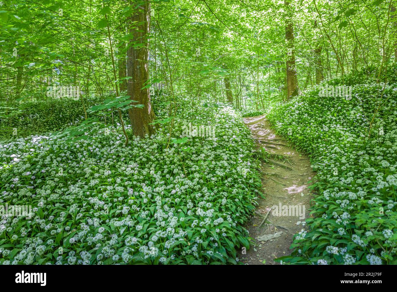 Forest path to Dondalen waterfall at Gudhjem, Bornholm, Denmark Stock Photo