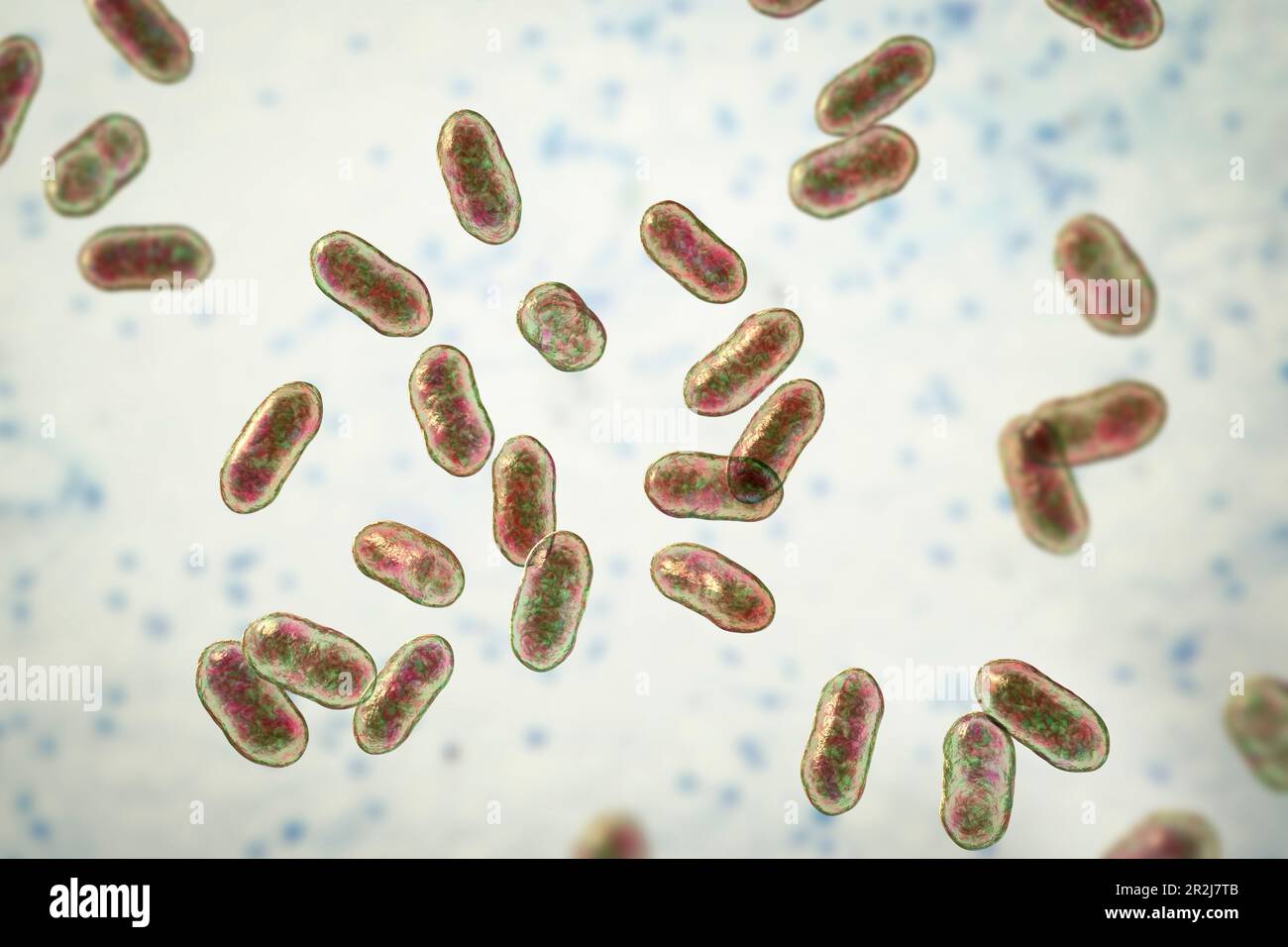 Prevotella bacteria, illustration Stock Photo Alamy