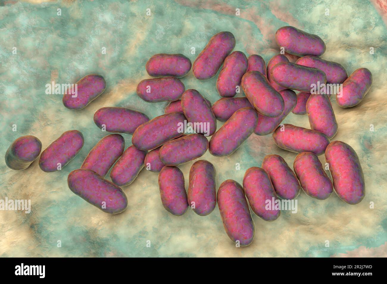 Prevotella bacteria, illustration Stock Photo