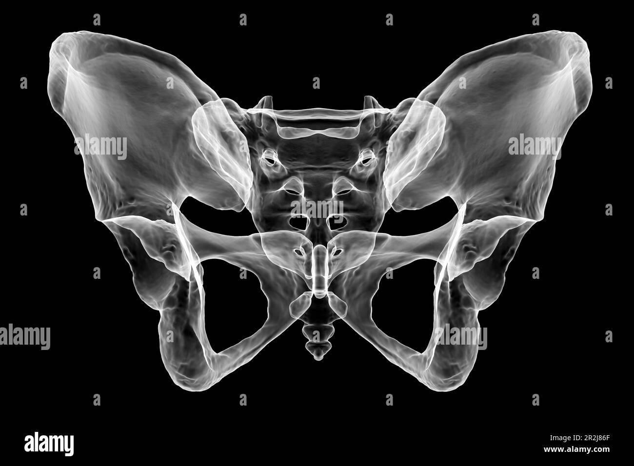 Anatomy of the pelvis bones, illustration Stock Photo - Alamy