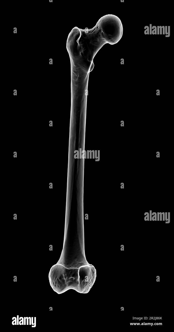 Femur bone, illustration Stock Photo