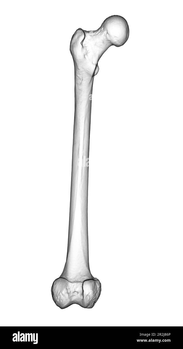 Femur bone, illustration Stock Photo