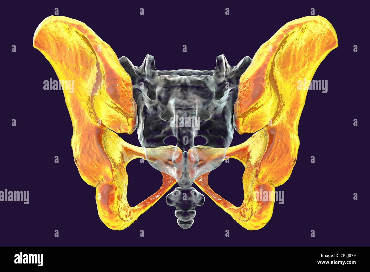 Anatomy of the coxal bones, illustration Stock Photo - Alamy