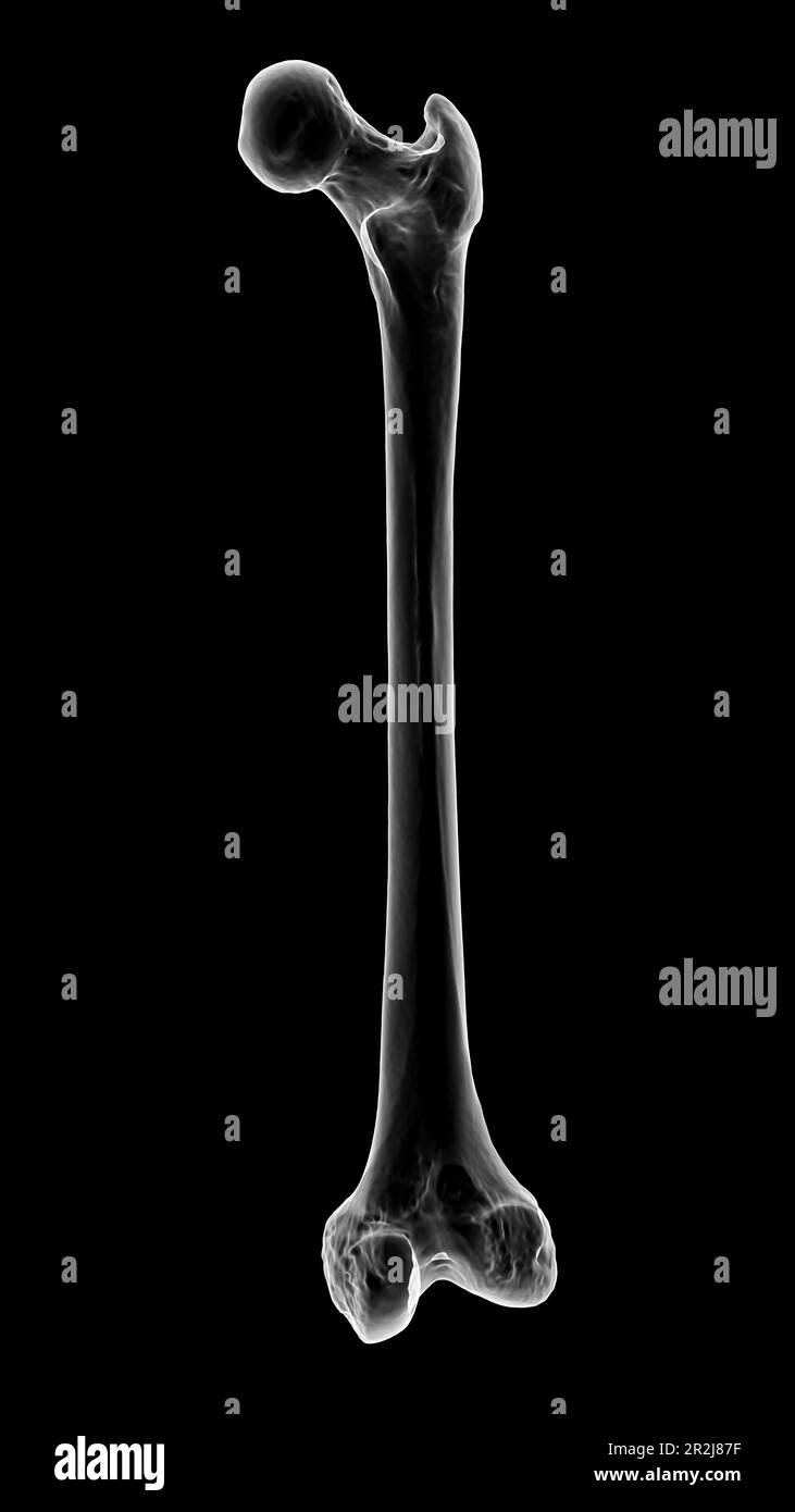 Femur bone, illustration Stock Photo Alamy