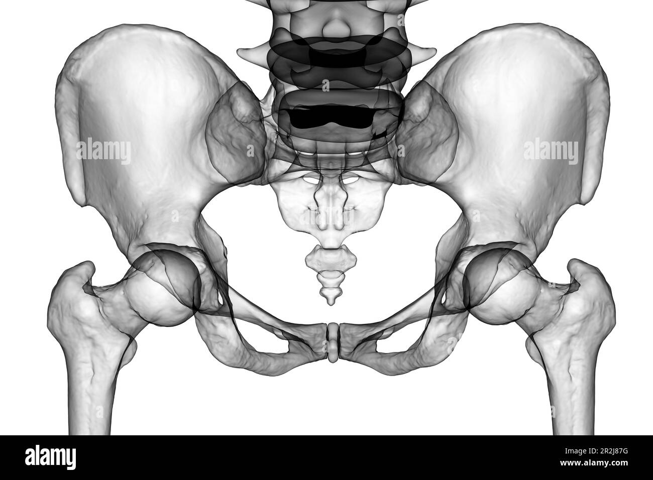 Anatomy of the pelvis bones, illustration Stock Photo