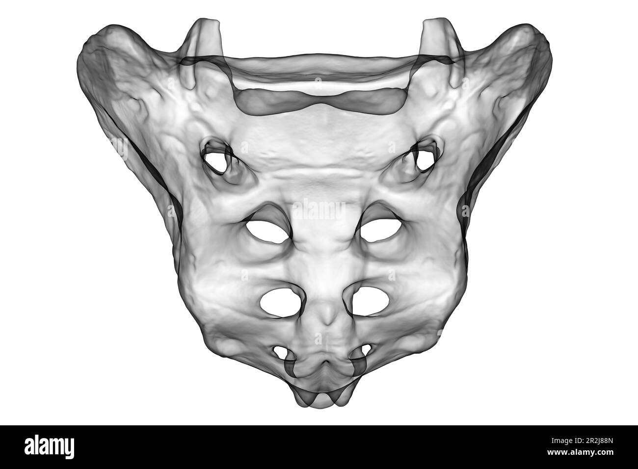 Sacrum bone, illustration Stock Photo