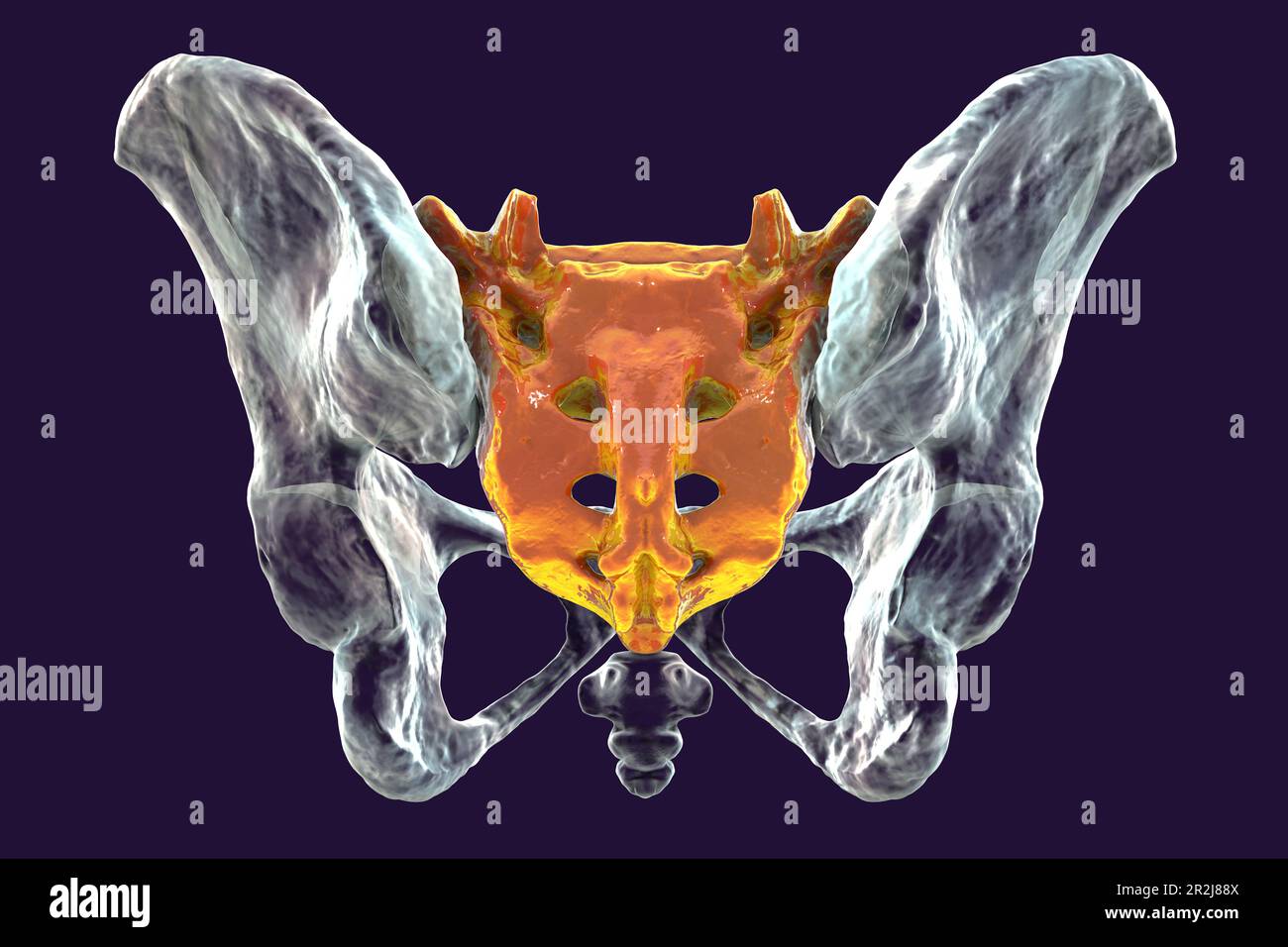 Anatomy of the sacrum bone, illustration Stock Photo