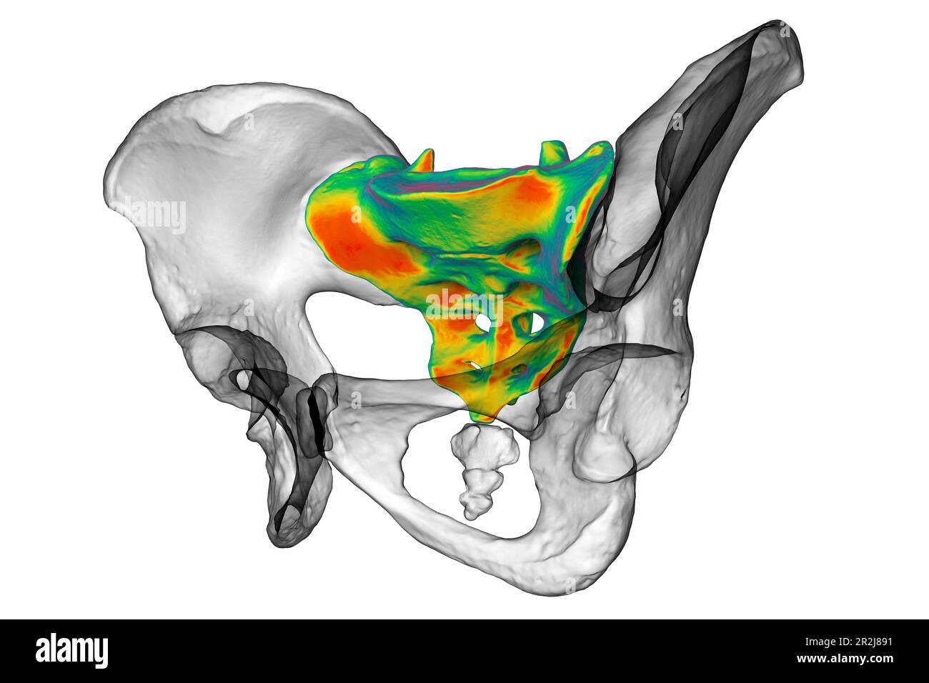 Anatomy of the sacrum bone, illustration Stock Photo