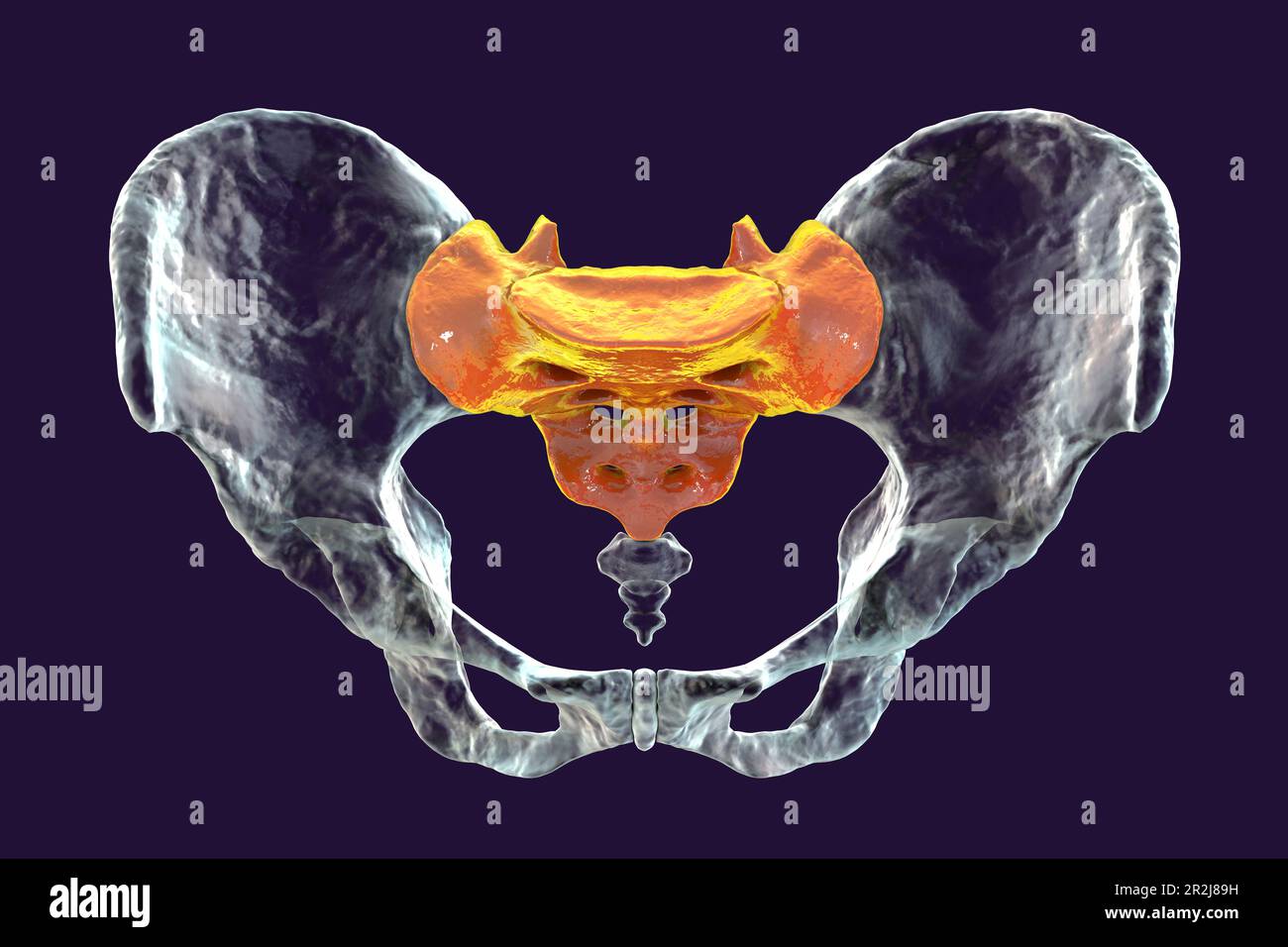 The Sacrum Bone: Anatomy and 3D Illustrations