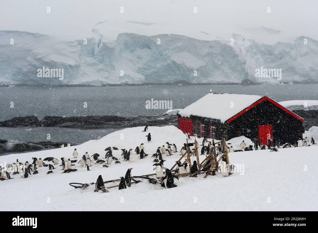 Gentoo penguins (Pygoscelis papua), Port Lockroy British Antarctic Base, Wiencke Island, Antarctica, Polar Regions Stock Photo