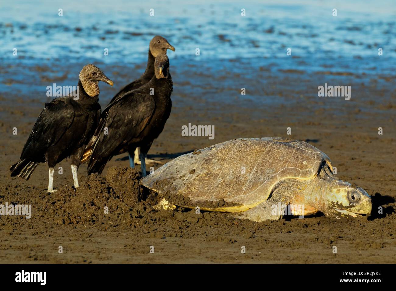 Vultures wait to steal eggs as Olive Ridley turtle digs nest at this refuge, Ostional, Nicoya Peninsula, Guanacaste, Costa Rica, Central America Stock Photo