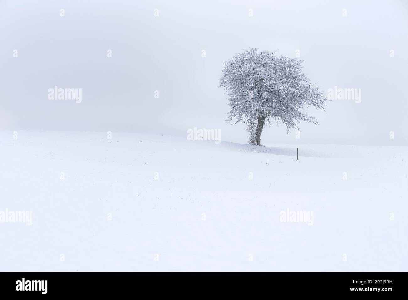 View of a single tree in winter, Buching, Allgaeu, Bavaria, Germany, Europe Stock Photo